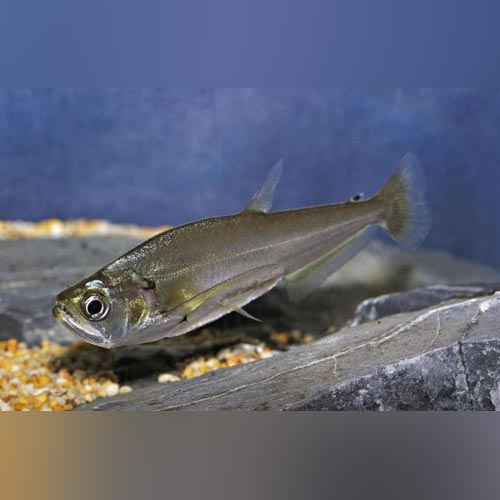 Saber Tooth Payara Tetra