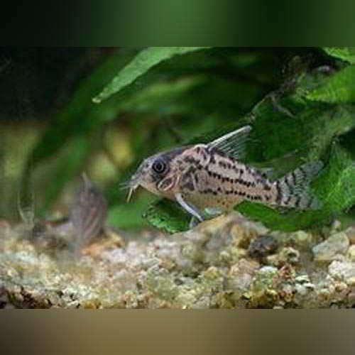 Schwartzi Cory