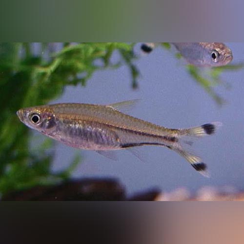 Scissortail Rasbora