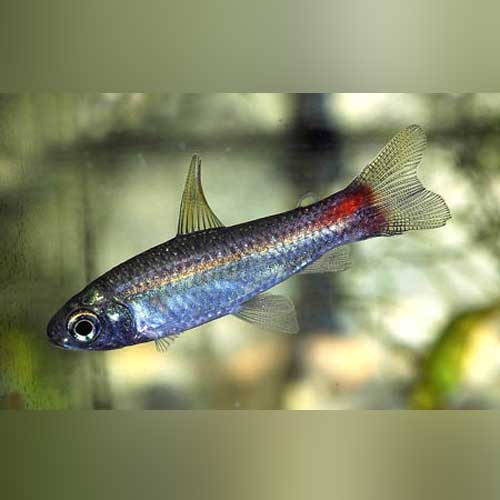 Spottail Curimata Tetra