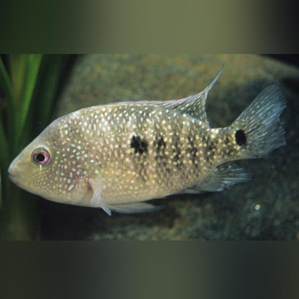 Green Texas Cichlid