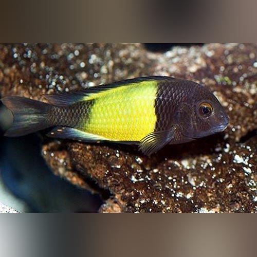 Yellow Banded Tropheus Moorii