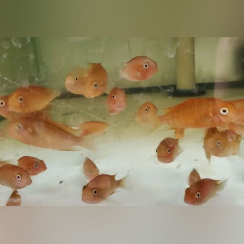 Red Phoenix Tropheus