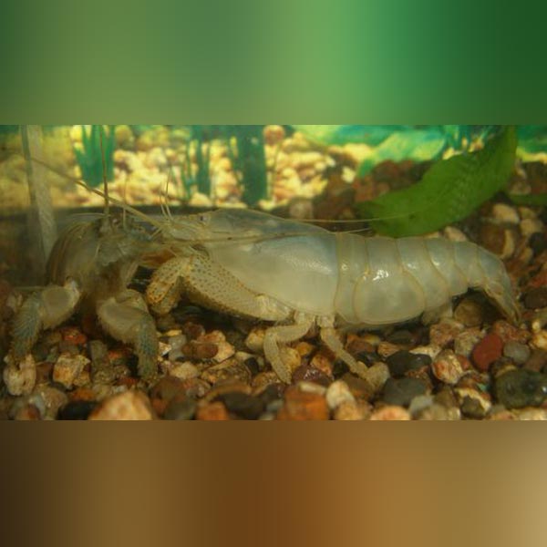 Vampire Shrimp
