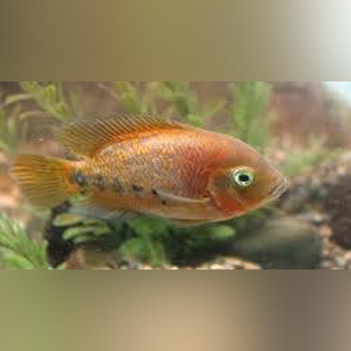 Vieja Synspilum Cichlid