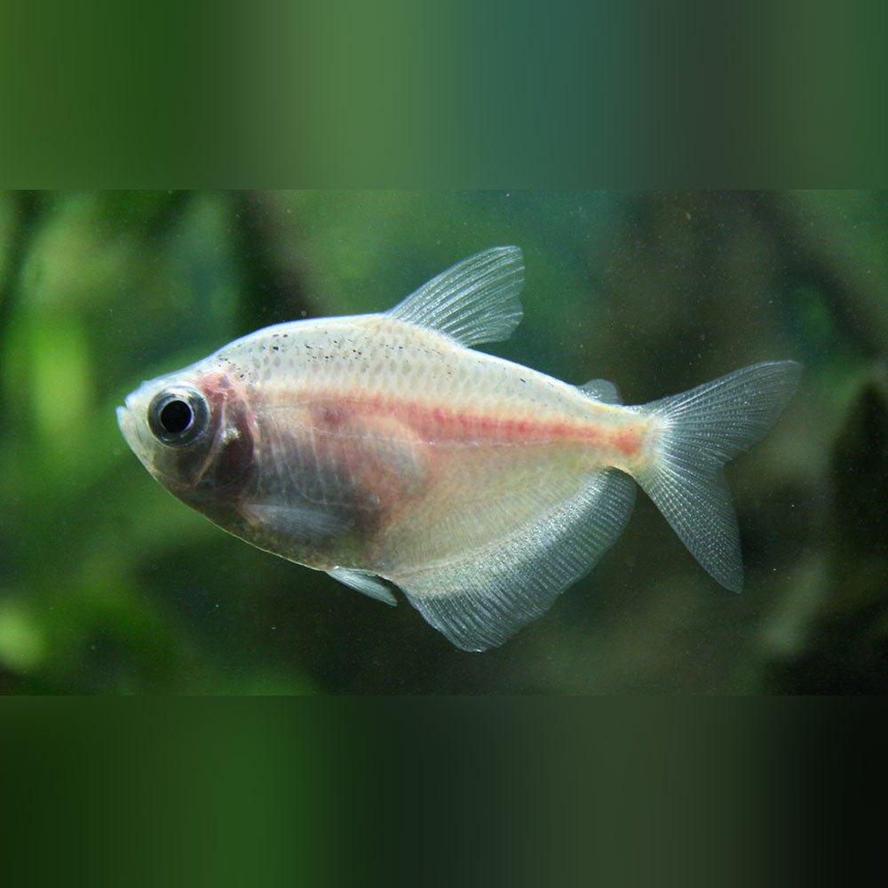 White Skirt Tetra