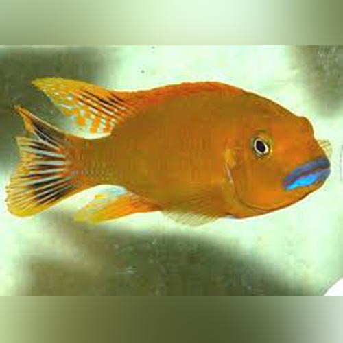 Williamsi Blue Lip Cichlid
