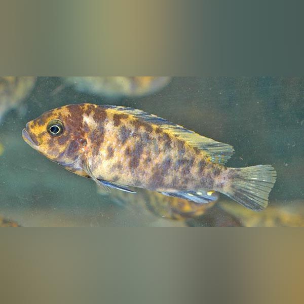 Orange Blotch Red Zebra Cichlid