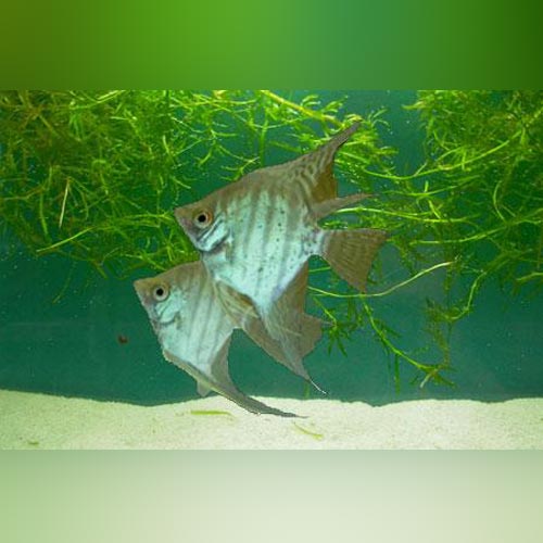 Zebra Lace Angelfish