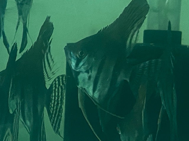 Black Lace Angelfish