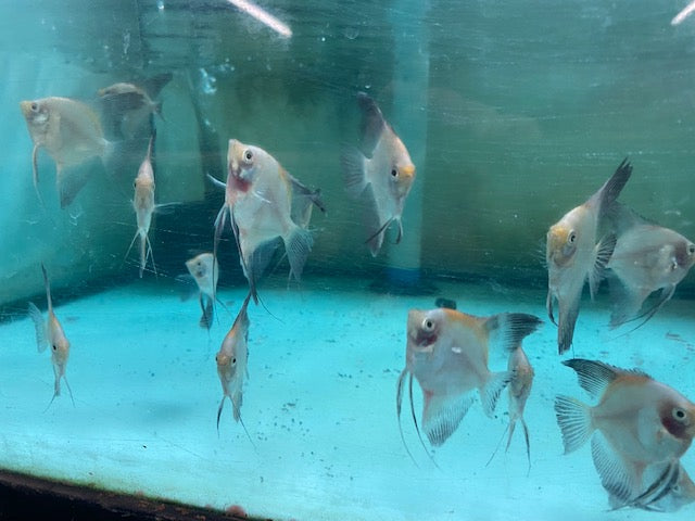 Bulgarian Koi Angelfish