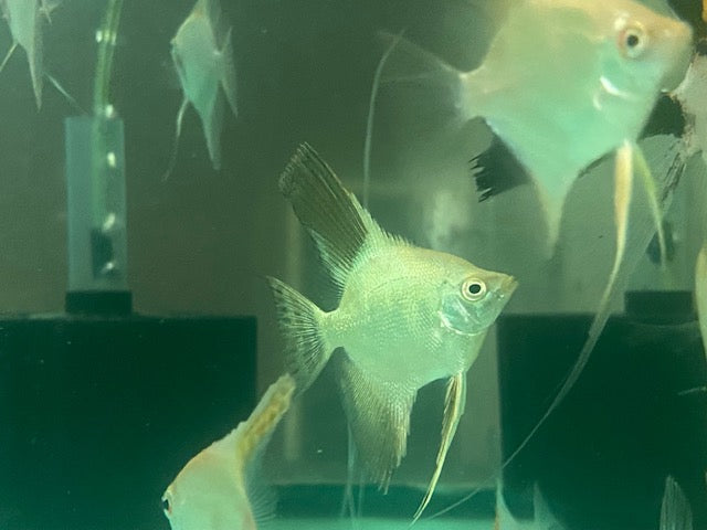 Bulgarian Seal Point Angelfish