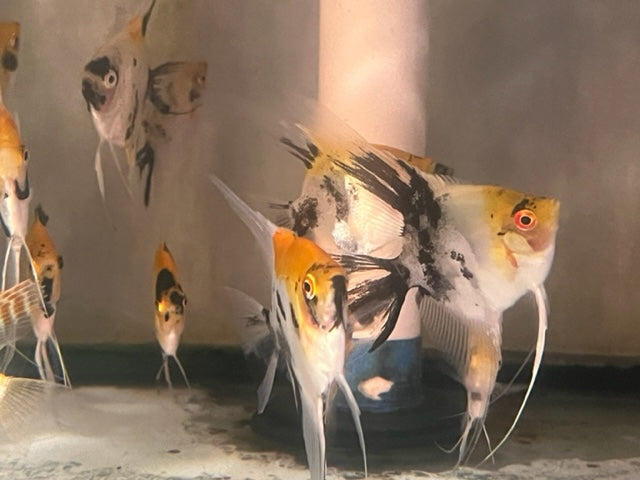Red Devil Angelfish