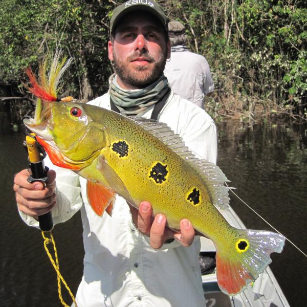 Peacock Bass Orinocensis