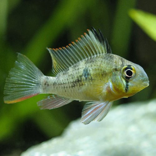 Bolivian Ram