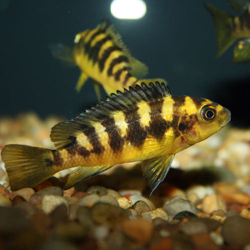 Bumblebee Cichlid (Medium)