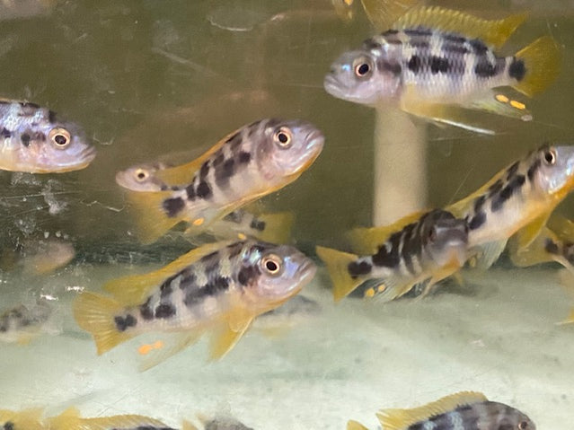 Chitimba Thick Bar Cichlid