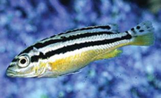 Golden Mbuna Cichlid