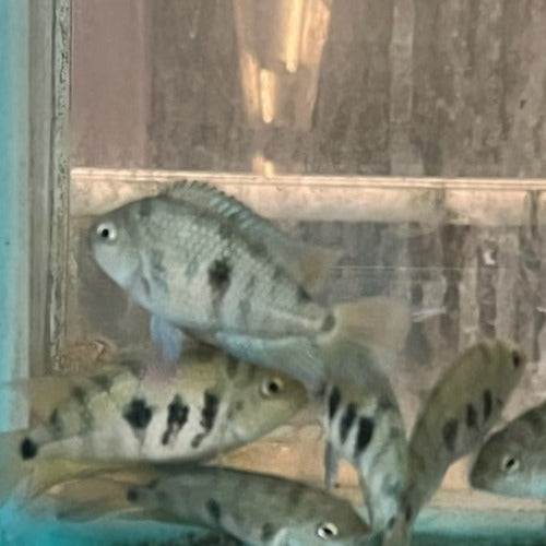 Red Point Honduran Cichlid