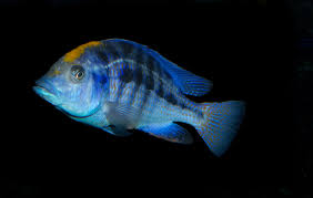 Spilonotus Cichlid
