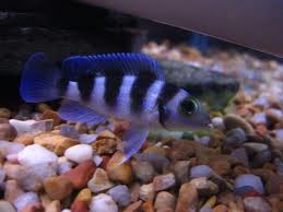 Tretocephalus Cichlid