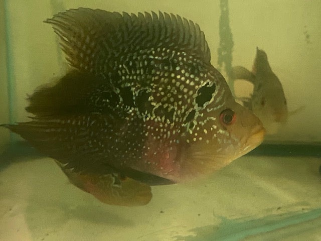 Yuanbao Parrot Cichlid