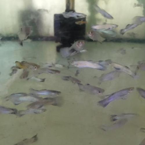 Purple Endler - Male