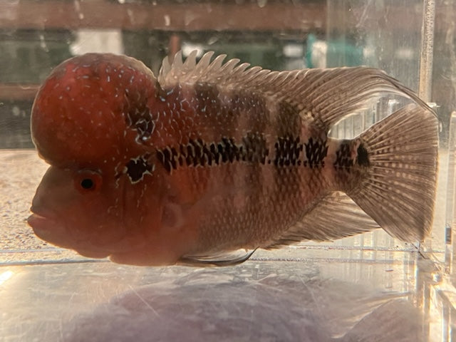 Red Hump Head Flowerhorn