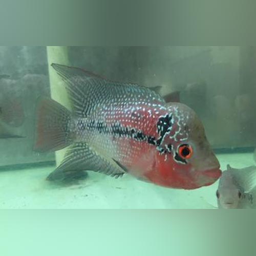 Red Dragon Flowerhorn