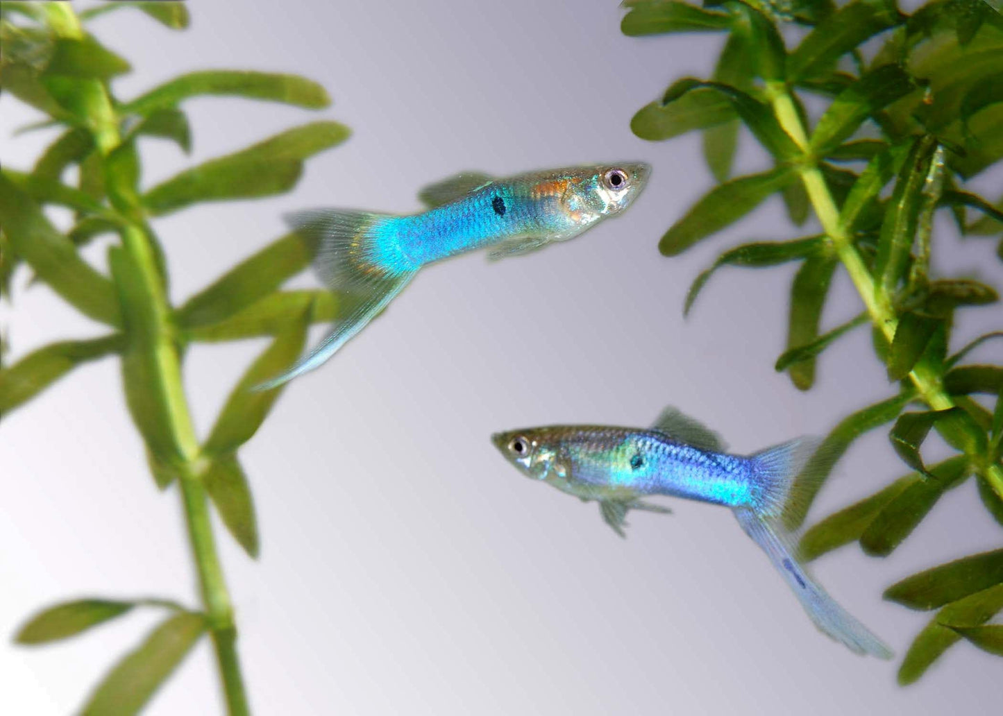 Japanese Blue Sword Guppy