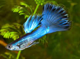 Blue Moscow Guppy (Pair)