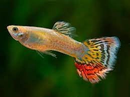 Pineapple Guppy (Pair)