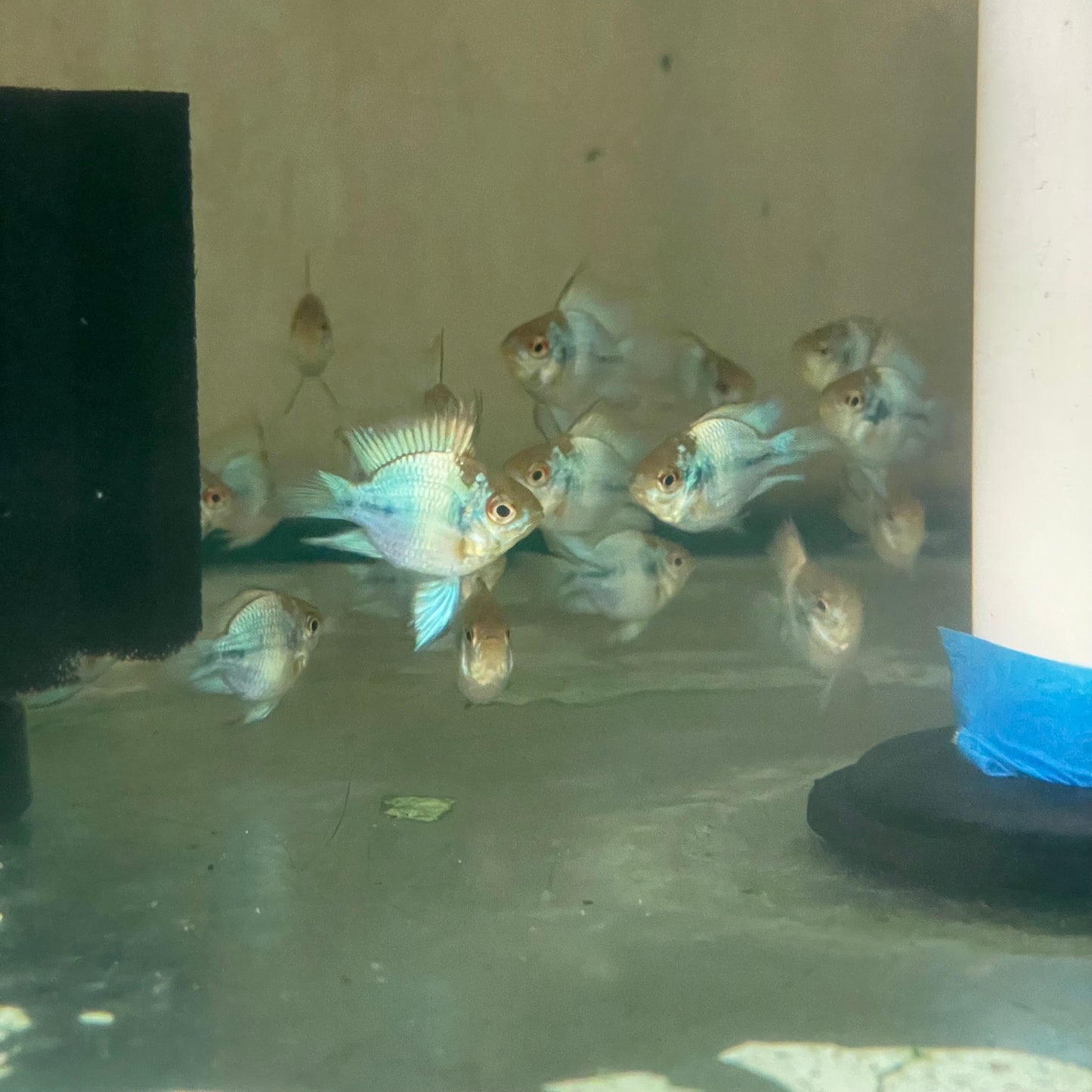 Electric Blue Balloon Ram