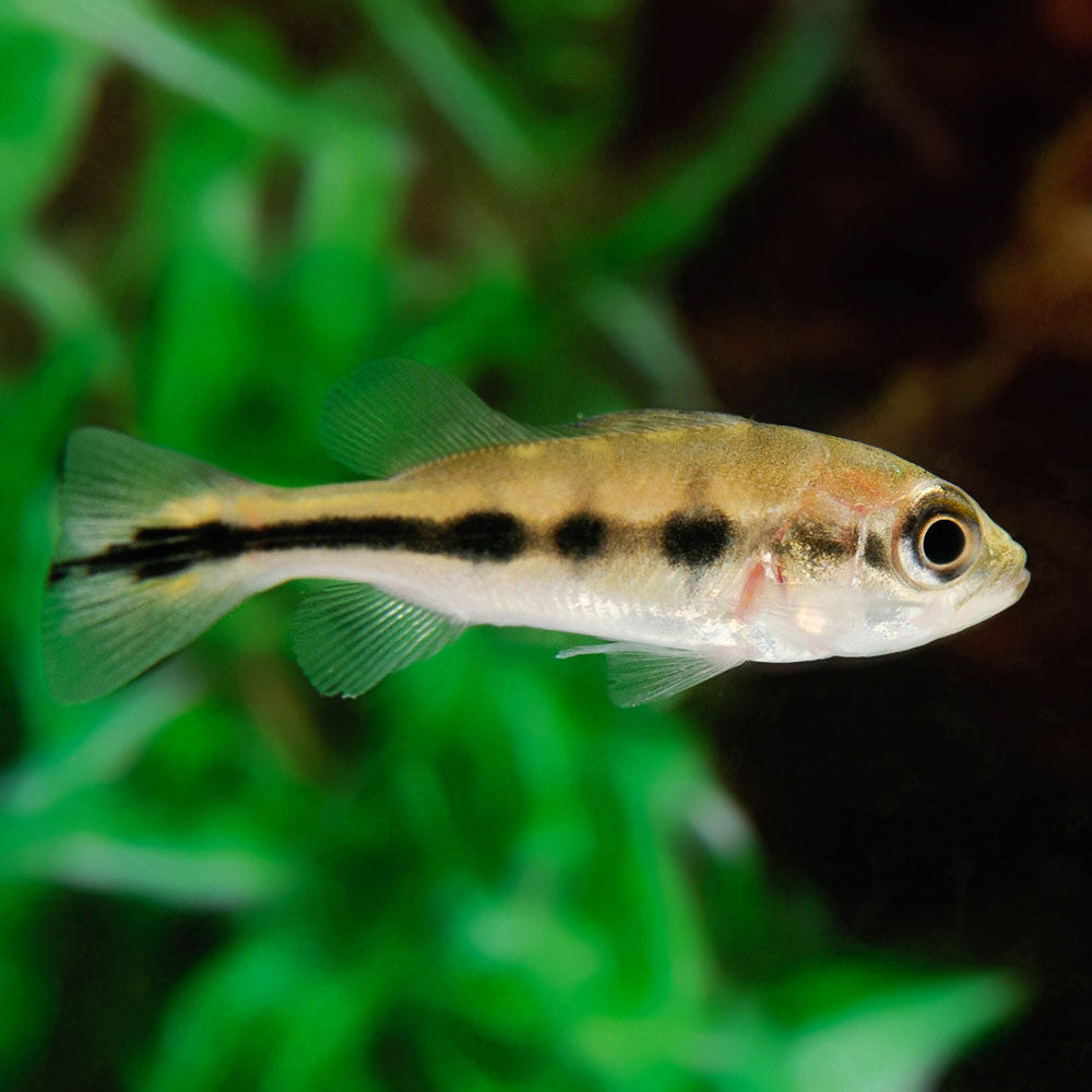 Peacock Bass Kelberi