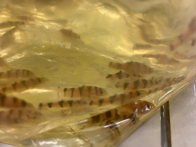 Kubotai Loach