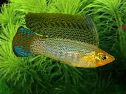 Green Sailfin Molly (Pair)