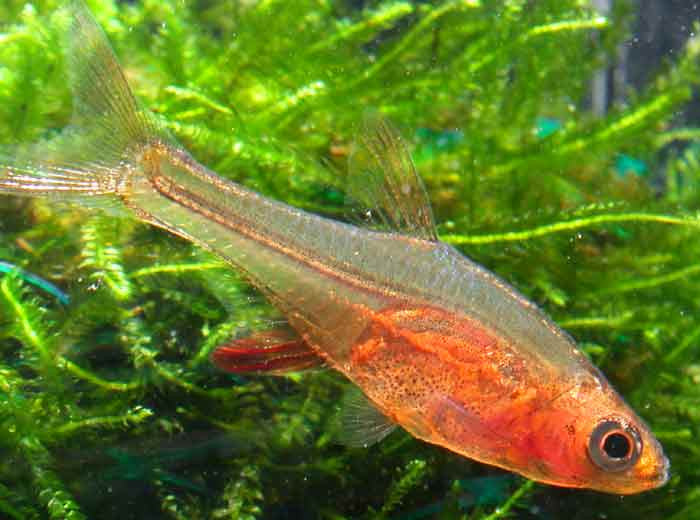 Red Axelrodi Rasbora