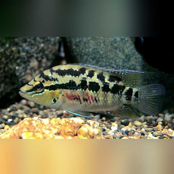 Salvini Cichlid