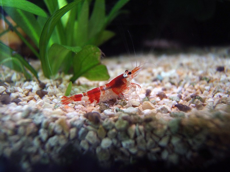 Red Rili Shrimp