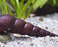 Devil Thorn Snail