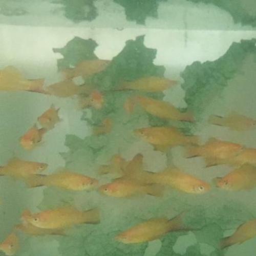 Twin Bar Marigold Swordtail