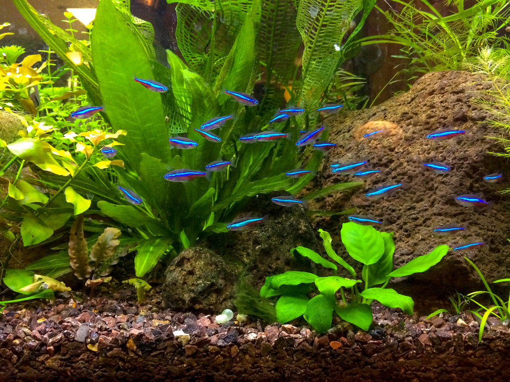 Tetras – Aquarium Fish Online