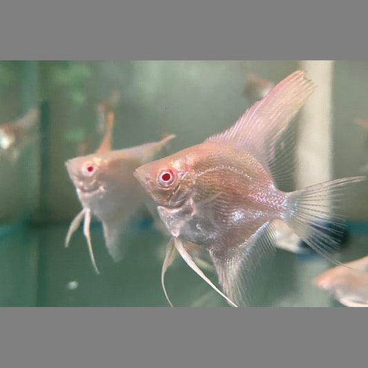 Albino Manacapuru Red Shoulder Angelfish