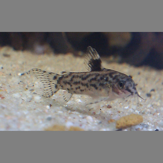 Aspidoras Catfish