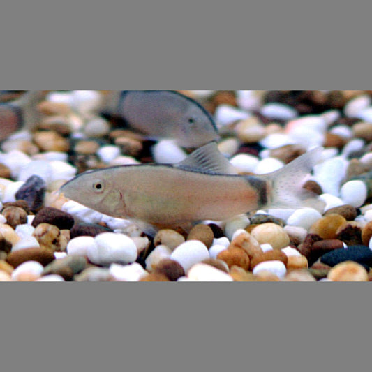 Locak Fish Loaches – Aquarium Fish Online