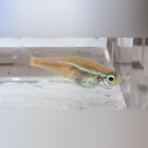 Albino Blue Eye Neon Tetra