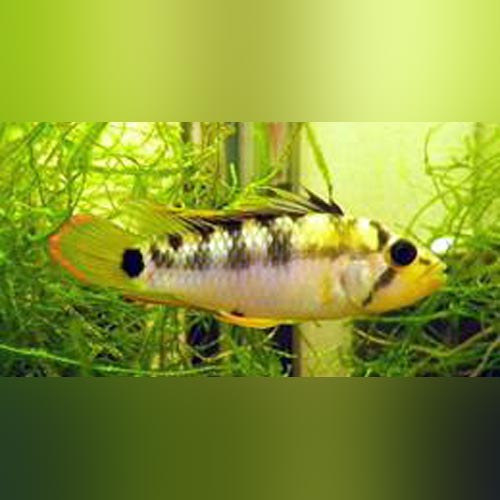 Apistogramma Baenschi Dwarf Cichlid