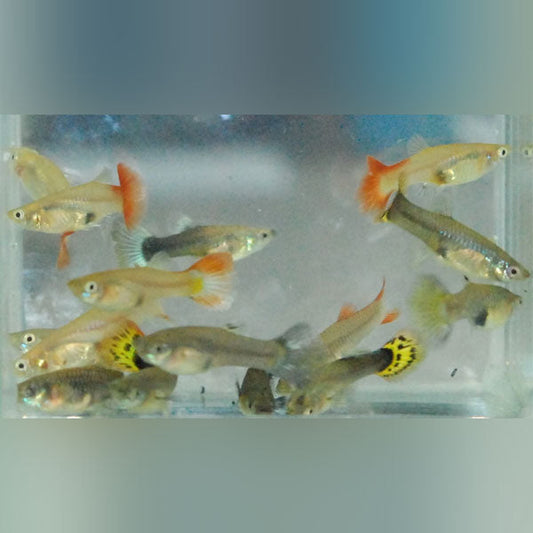 Assorted Color Female Guppies