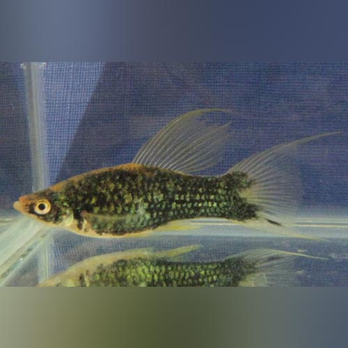 Assorted Hifin Lyretail Swordtail