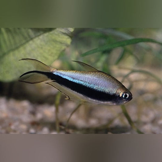 Black Emperor Tetra